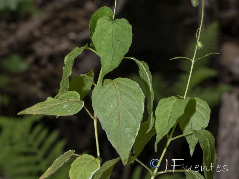 Circaea lutetiana lutetiana.17