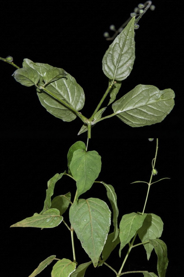 Circaea lutetiana lutetiana.17b