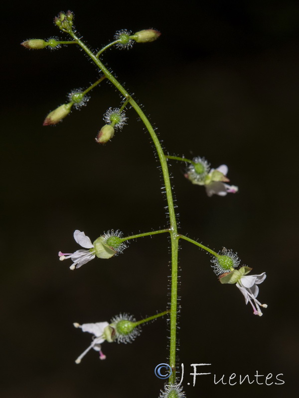 Circaea lutetiana lutetiana.18