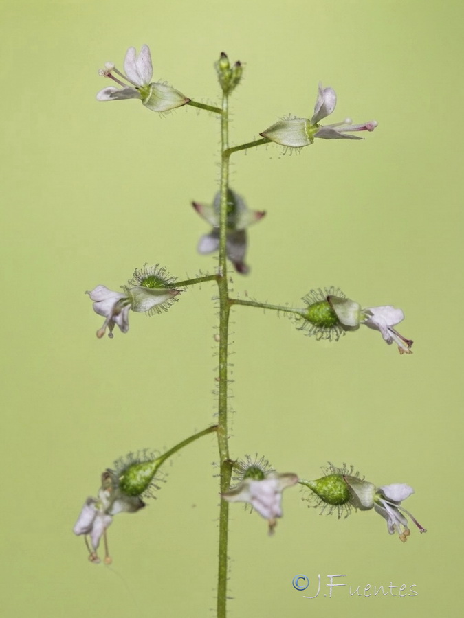 Circaea lutetiana lutetiana.19b