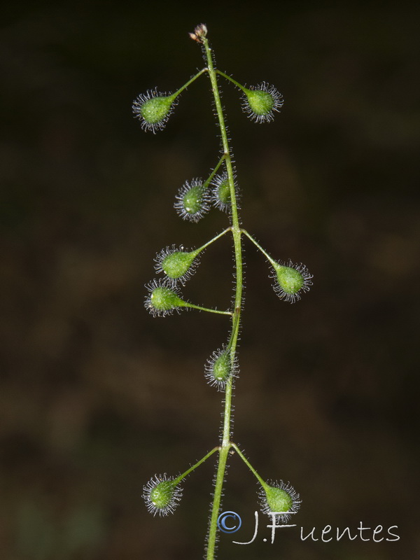 Circaea lutetiana lutetiana.20
