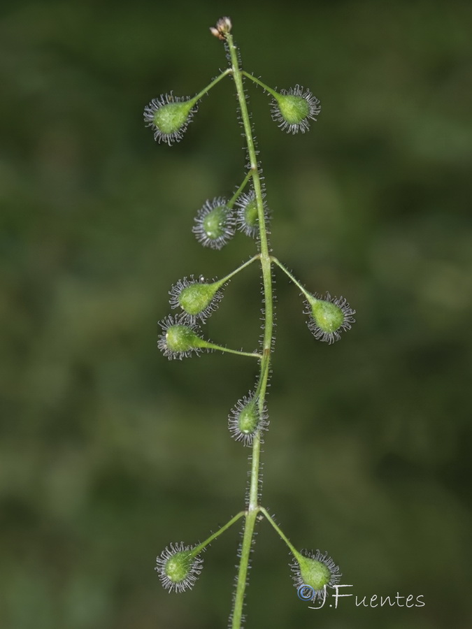 Circaea lutetiana lutetiana.20b