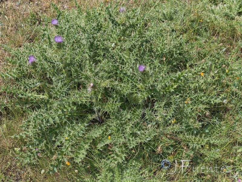 Cirsium x nevadense.01