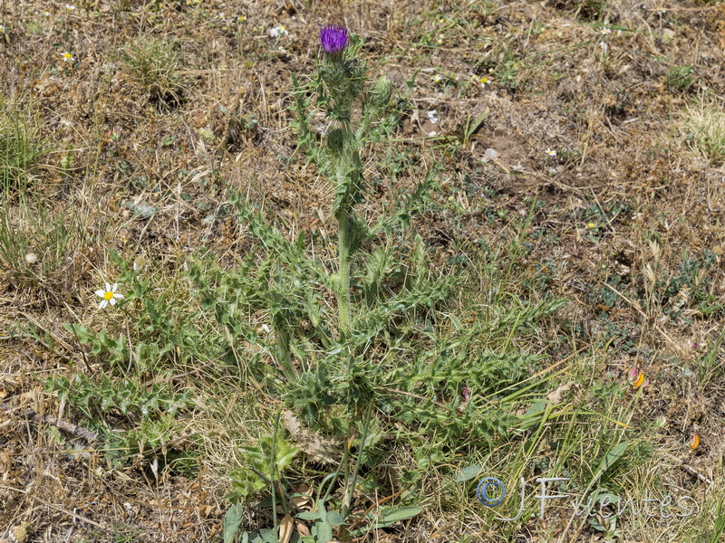 Cirsium x nevadense.02