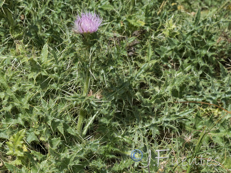 Cirsium x nevadense.04