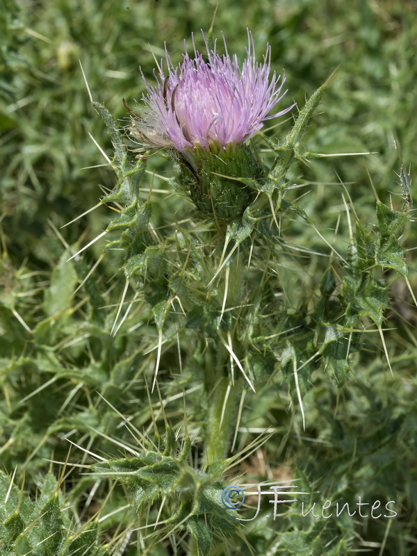 Cirsium x nevadense.05