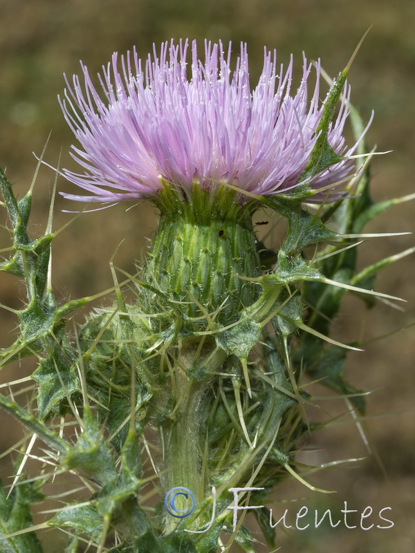 Cirsium x nevadense.07