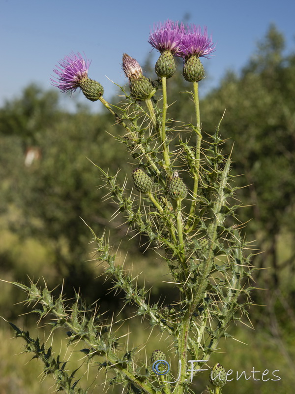 Cirsium x nevadense.03