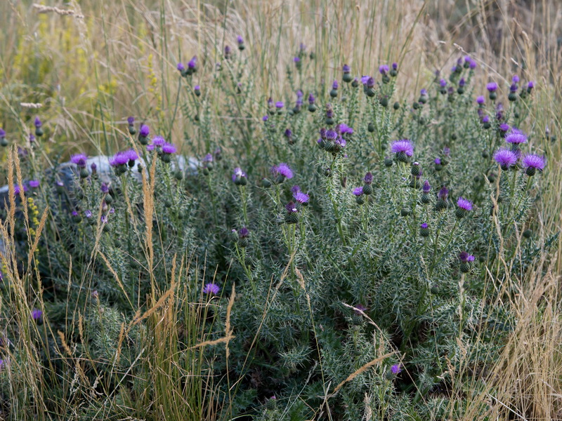 Cirsium x nevadense.01