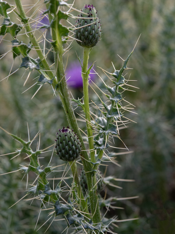 Cirsium x nevadense.12