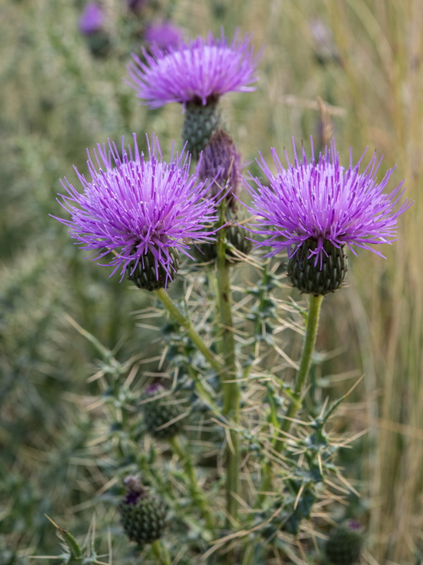 Cirsium x nevadense.04