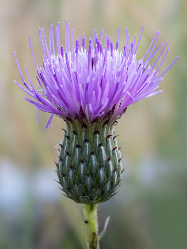 Cirsium x nevadense.17