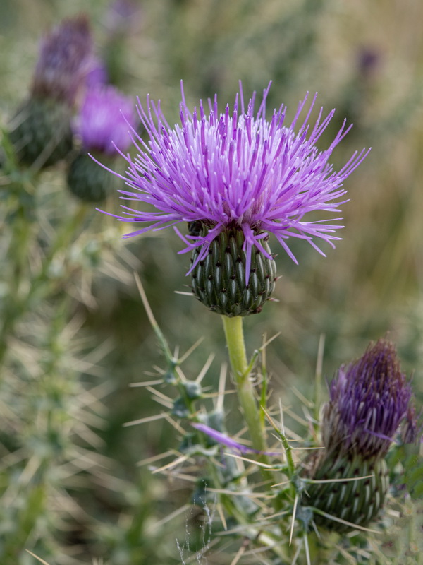 Cirsium x nevadense.05