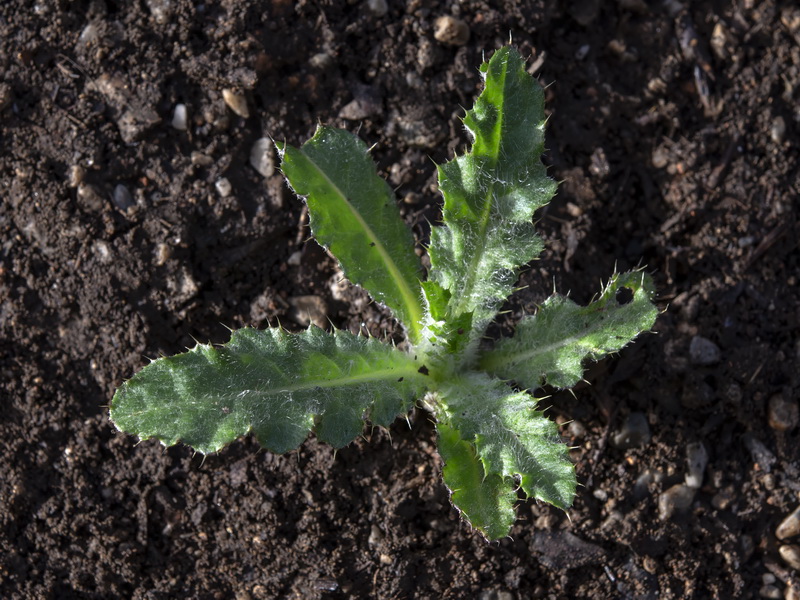 Cirsium arvense.24