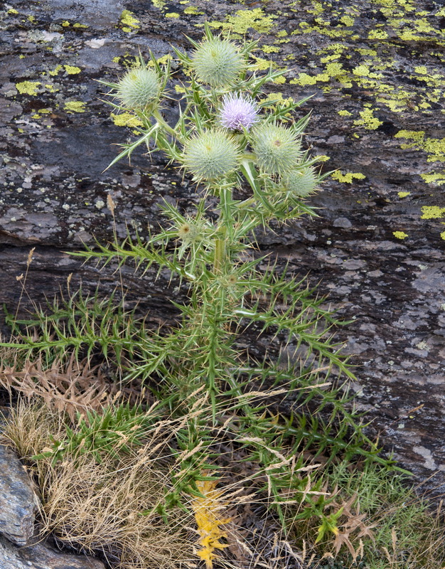 Cirsium echinatum.01