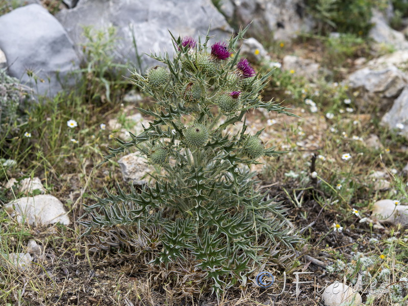 Cirsium echinatum.13