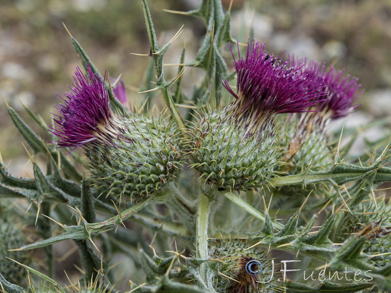 Cirsium echinatum.15