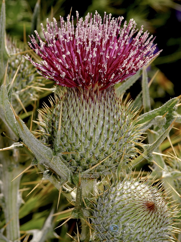 Cirsium echinatum.16