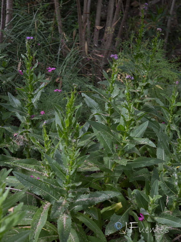 Cirsium gaditanum.01