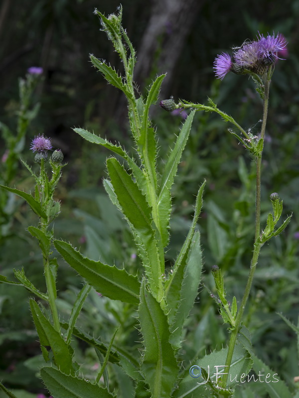 Cirsium gaditanum.02
