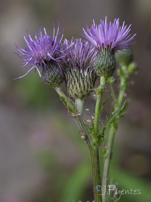 Cirsium gaditanum.04