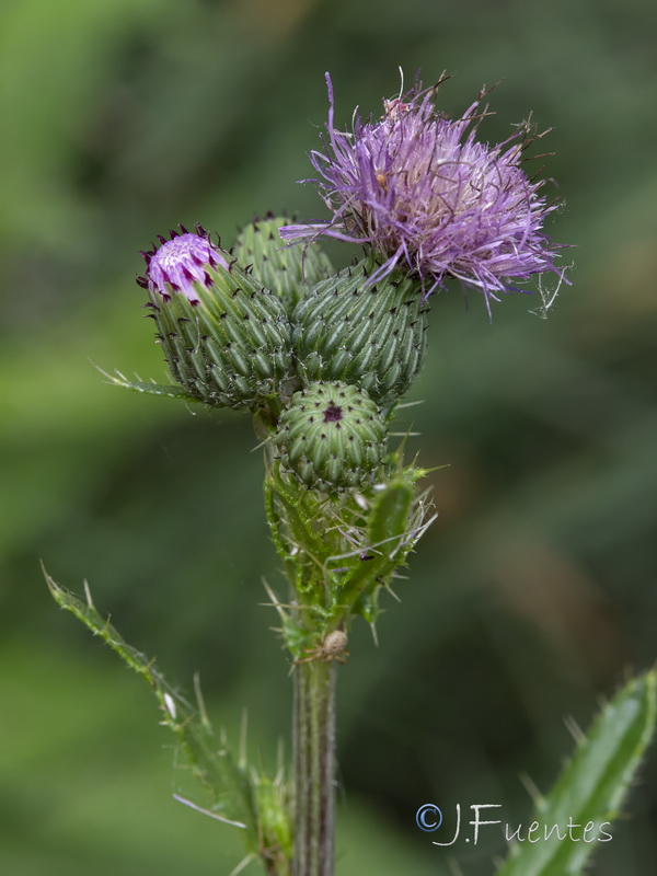 Cirsium gaditanum.05