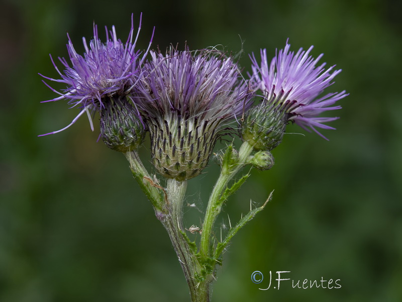 Cirsium gaditanum.06