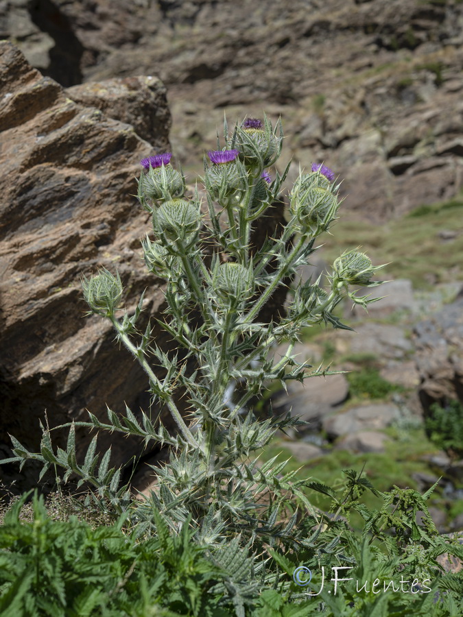 Cirsium odontolepis.01b