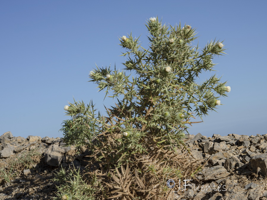 Cirsium odontolepis.02b