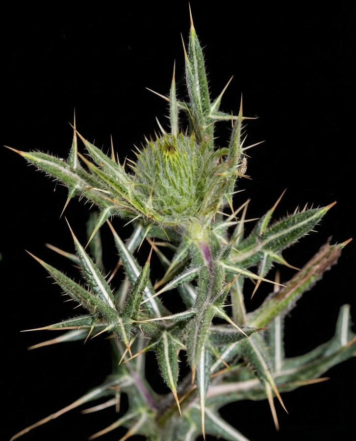 Cirsium odontolepis.03b