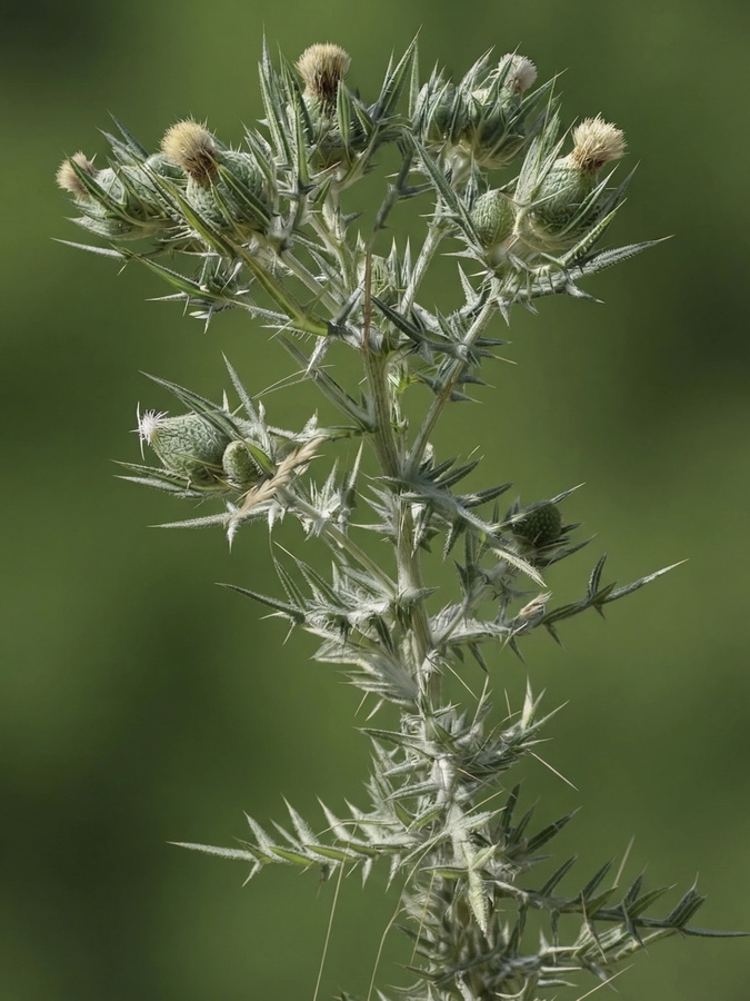 Cirsium odontolepis.04b