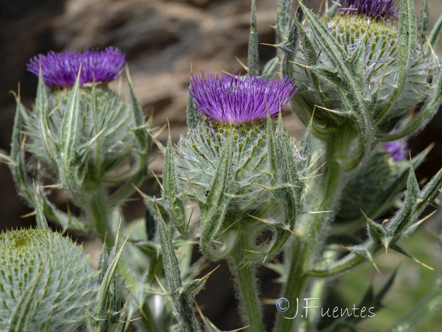 Cirsium odontolepis.05b