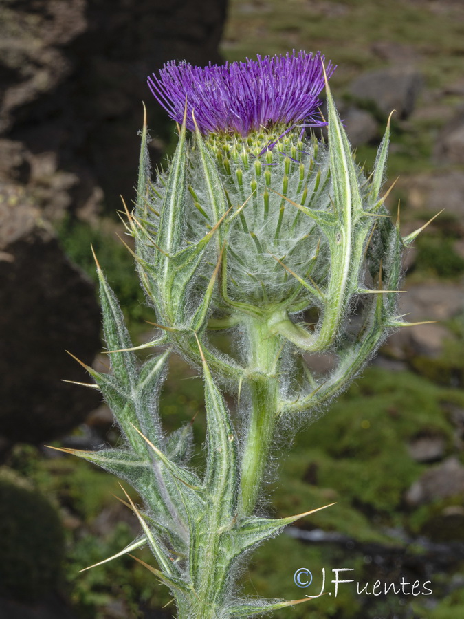 Cirsium odontolepis.06b