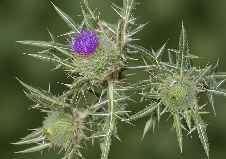 Cirsium odontolepis.07b