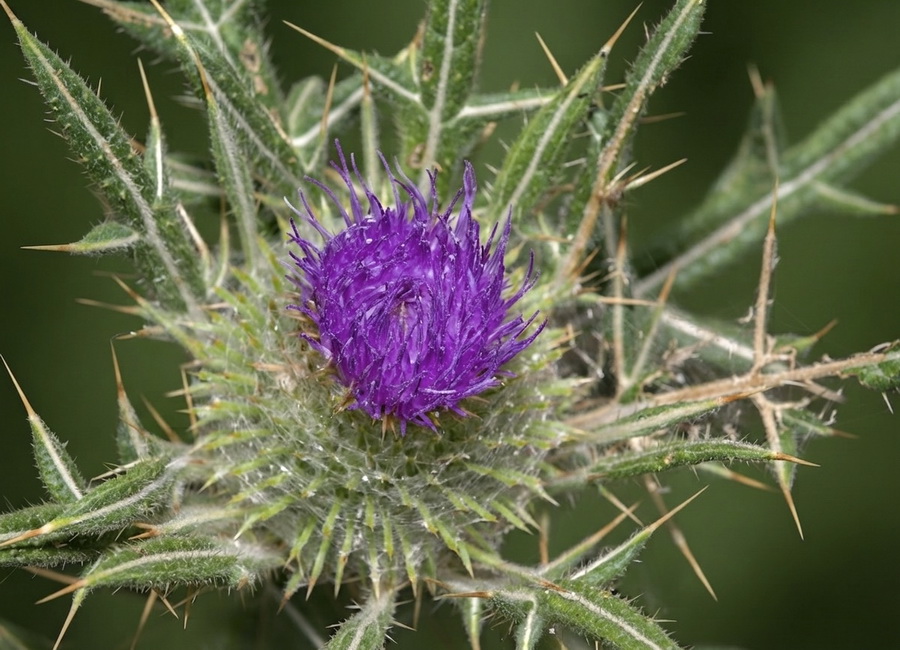 Cirsium odontolepis.08b