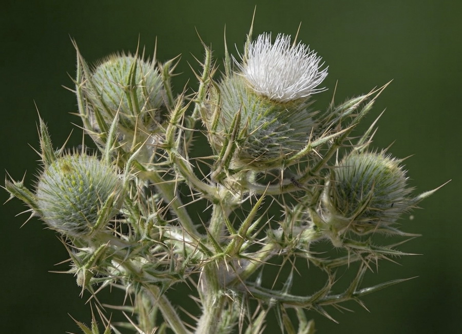 Cirsium odontolepis.09b