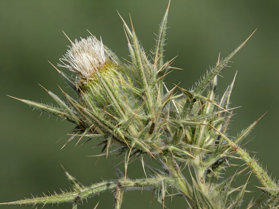 Cirsium odontolepis.10b