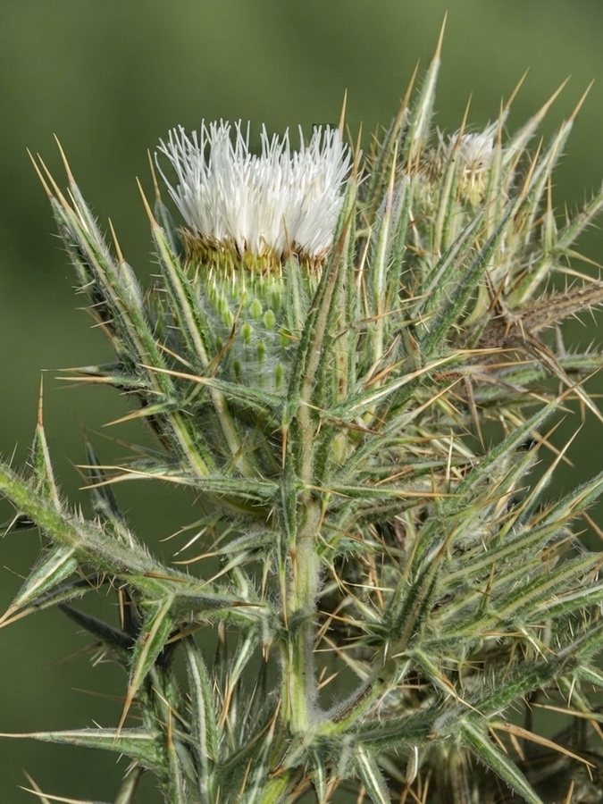 Cirsium odontolepis.11b