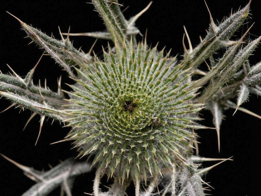 Cirsium odontolepis.12b