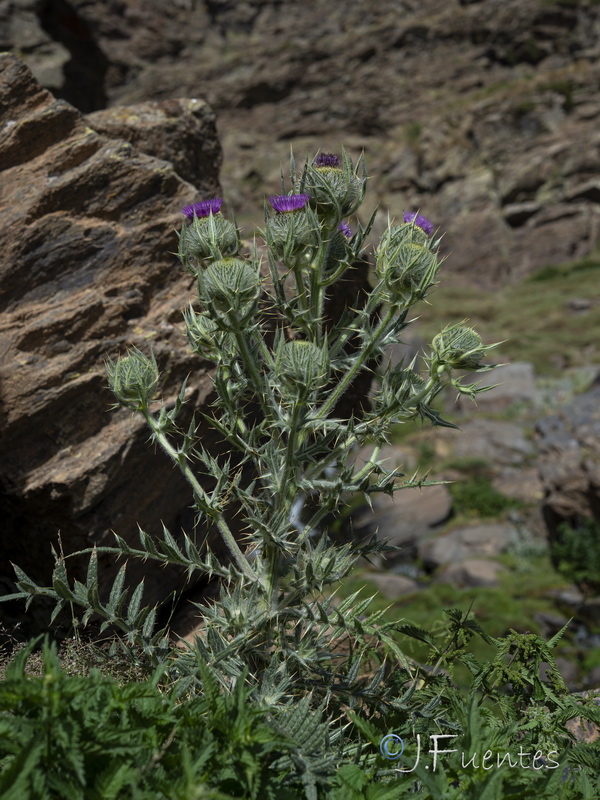 Cirsium odontolepis.32