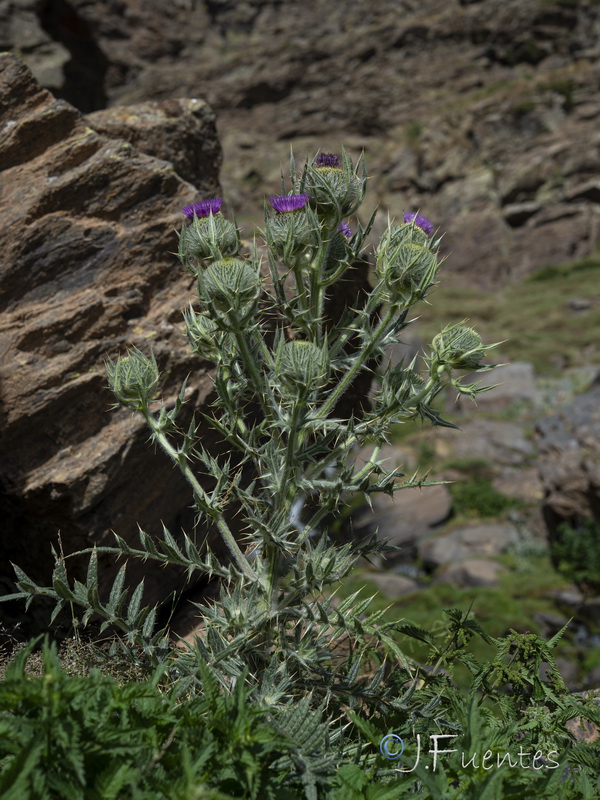 Cirsium odontolepis.32