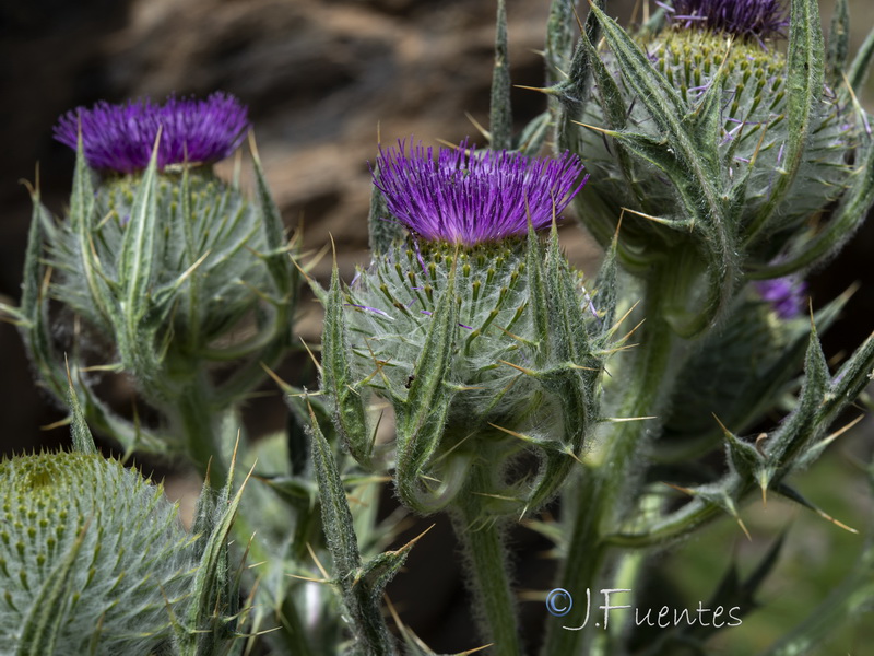 Cirsium odontolepis.33