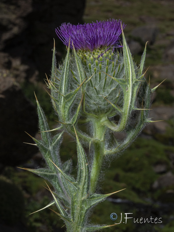 Cirsium odontolepis.34