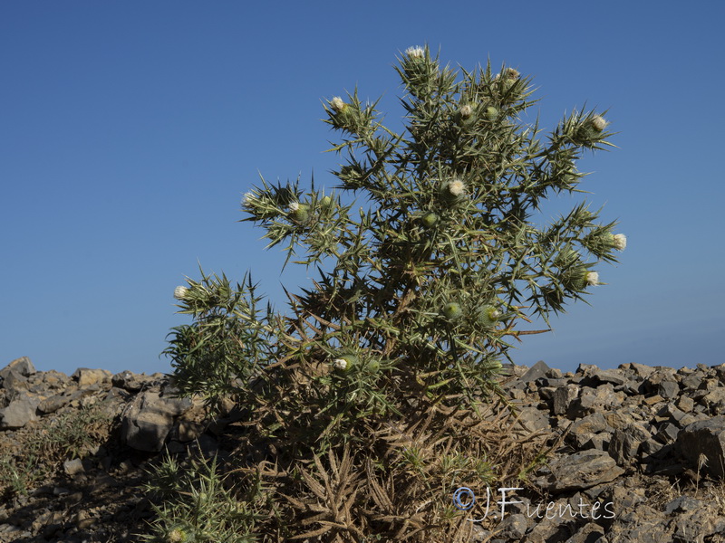 Cirsium odontolepis.35