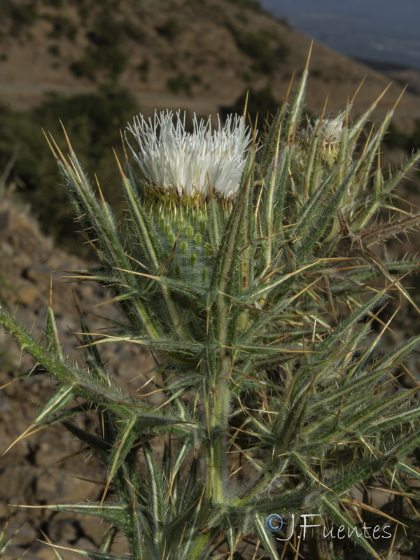 Cirsium odontolepis.36