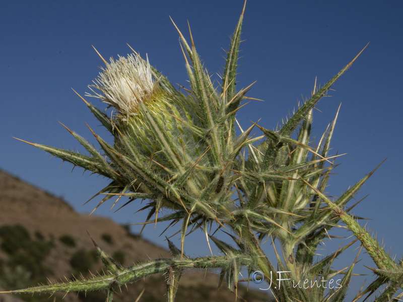 Cirsium odontolepis.37