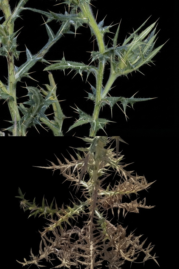 Cirsium odontolepis.40b