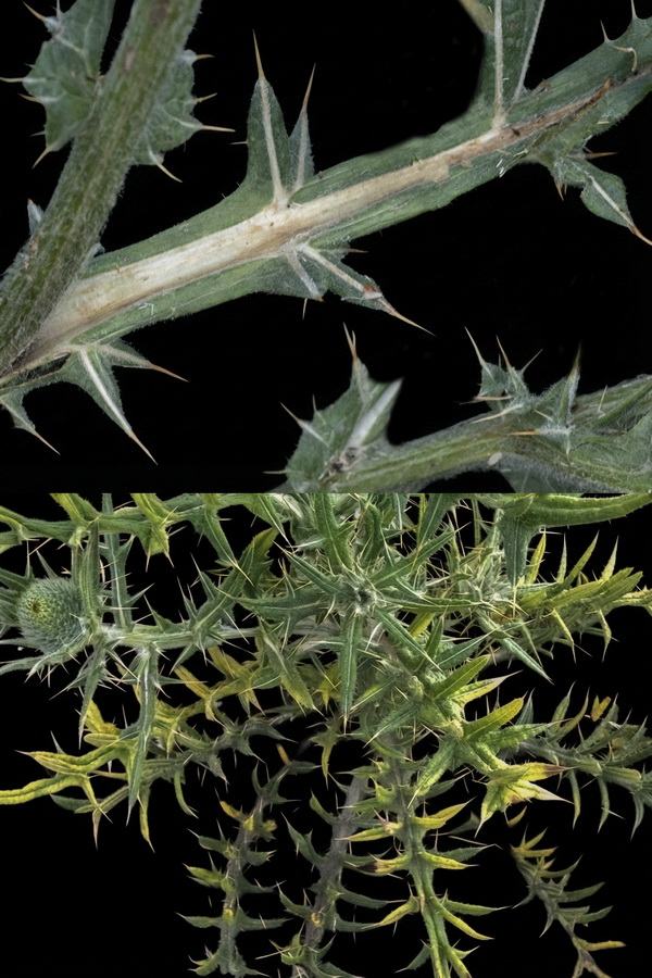 Cirsium odontolepis.41b