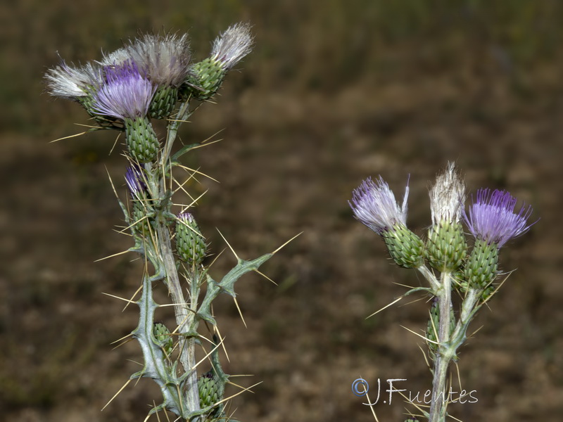 Cirsium pyrenaicum.42
