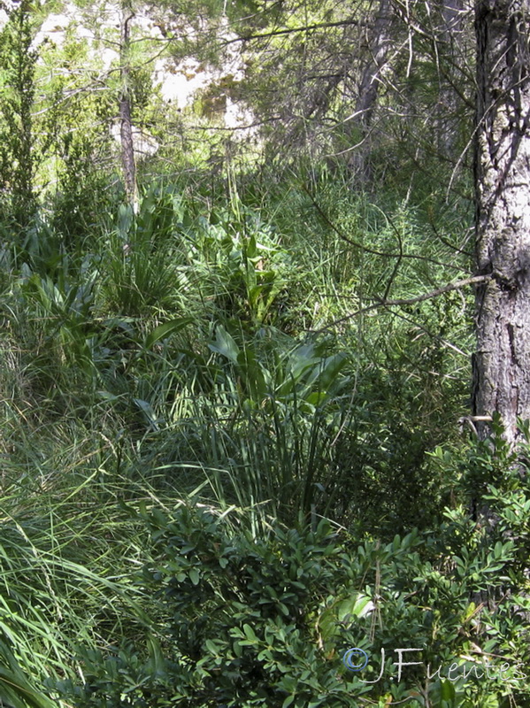 Cirsium rosulatum.02